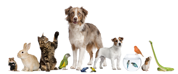 Cat and Dog - Discount for Pets at agilityRx.com